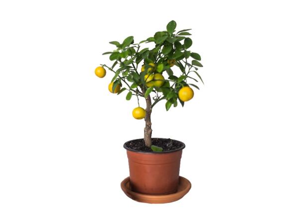 Opstammet citrusplante