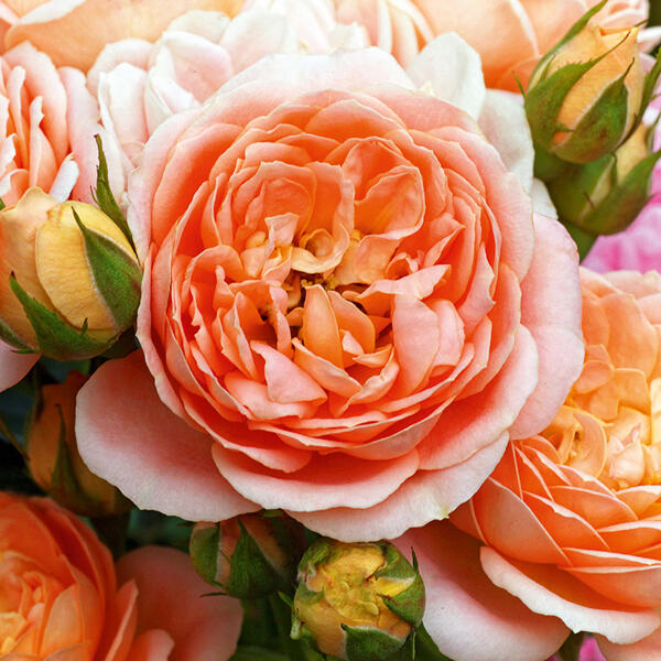 Englische Rosen