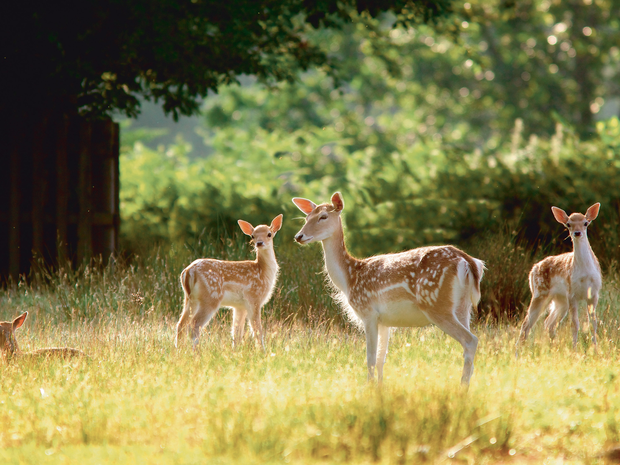 Wildlife Surveillance Camera