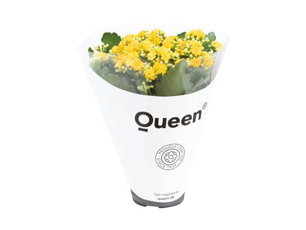 Kalanchoe
