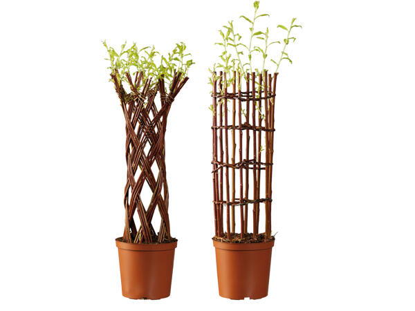 Salix Weide geflochten