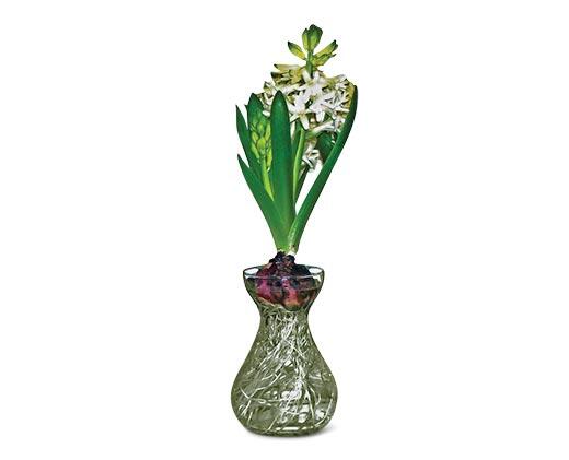Hyacinth in Glass Vase Assorted Colors
