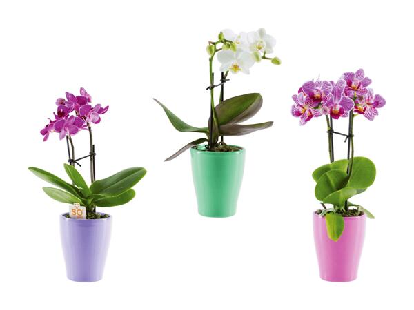 Mini phalaenopsis dans un pot en céramique