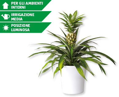 Pianta di ananas con frutto