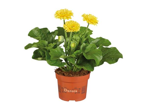 Potted Gerbera