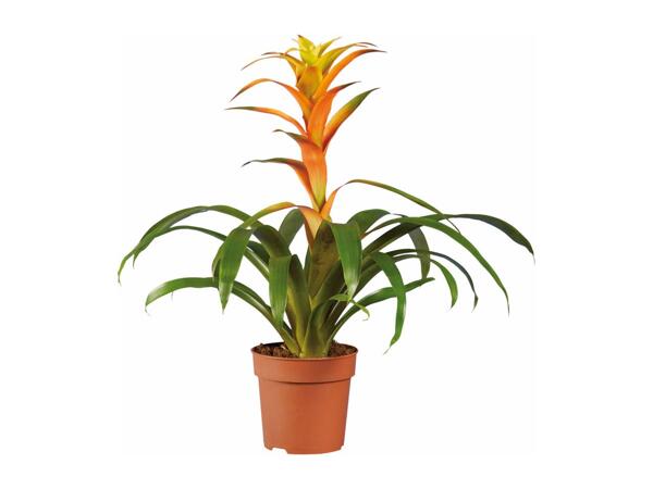 Bromelias