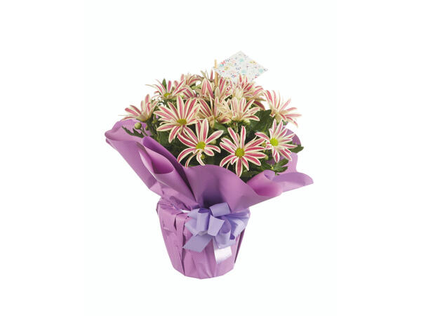 Chrysanthèmes dans un emballage cadeau