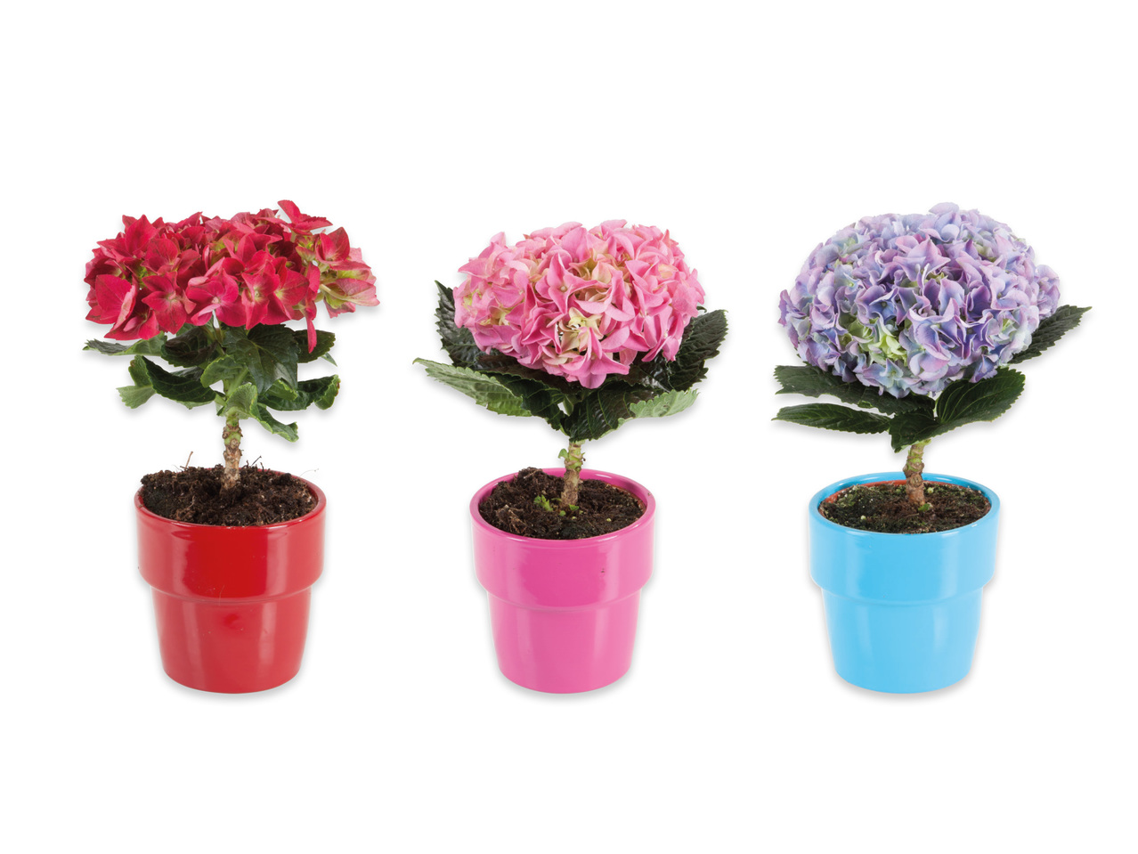 Hortensia i keramikkruka