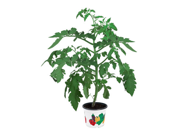 Vegetable Plants