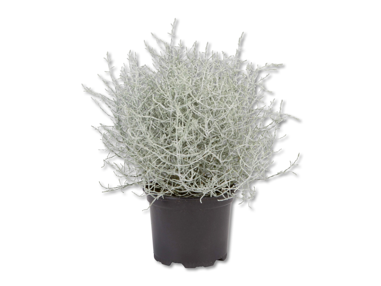 Calocephalus brownii