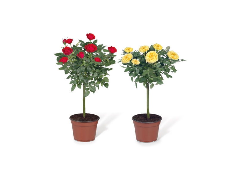 Standard Rose