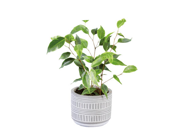 Green Plant in Greystone Pottery
