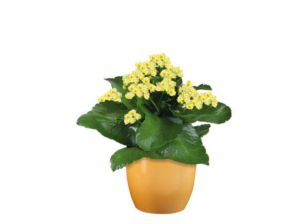 Easter Flowering Plant
