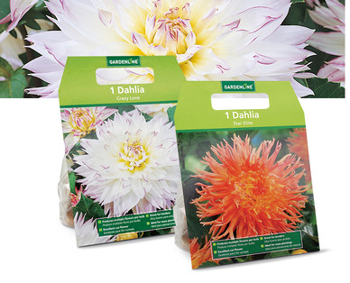 Gardenline Spring Bulbs & Perennials