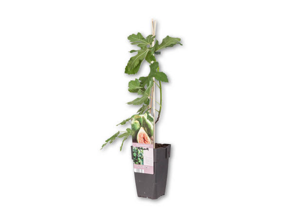 Figentræ Ficus Carica.