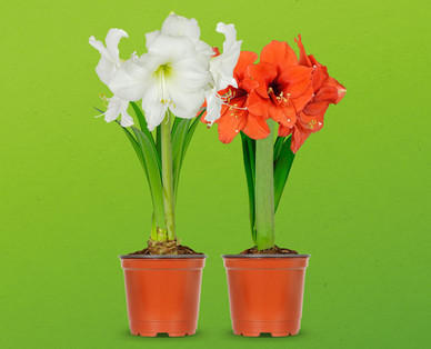 Amaryllis