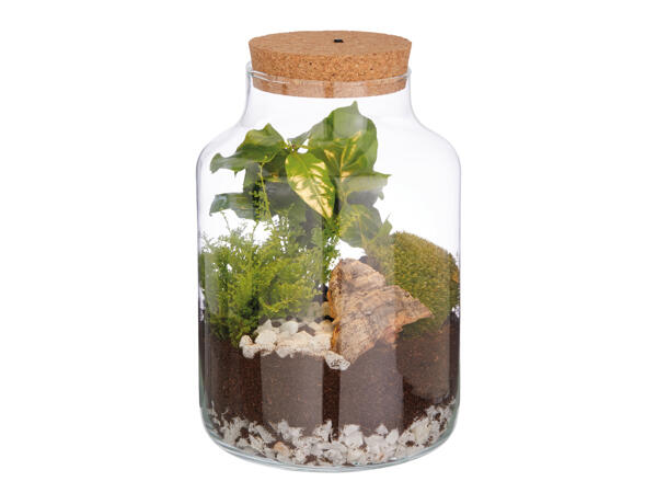 Closed Terrarium with Light
