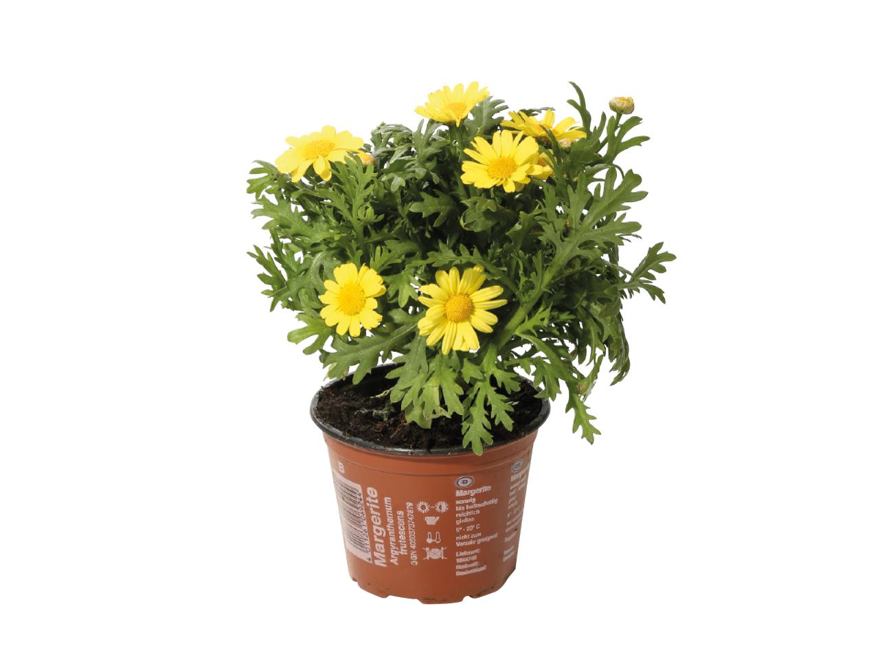 Potted Marguerite1