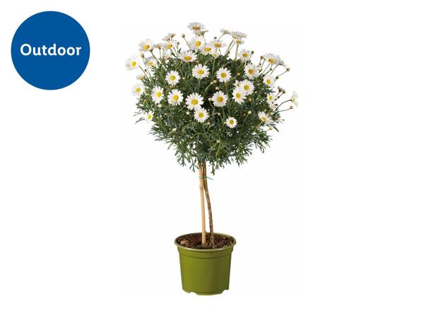 Marguerite