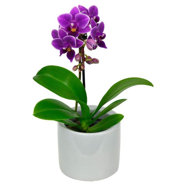 GARDENLINE(R) Mini-Orchidee