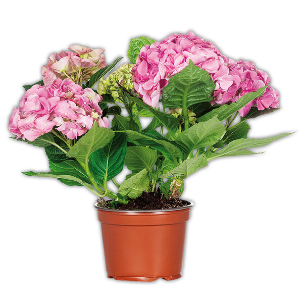 Hortensie
