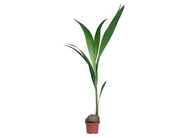 Kokospalme