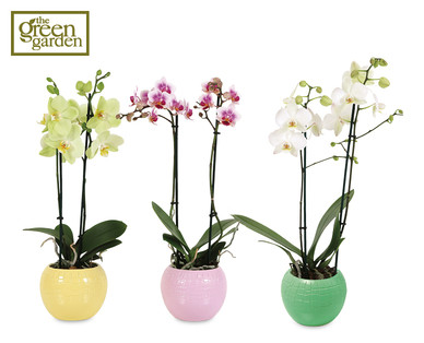 Twin Stem Orchid