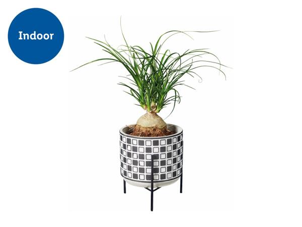 Easy Care Houseplants