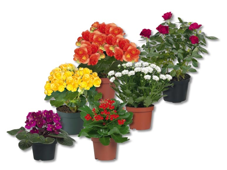 Plantes à fleurs (dès 17.9.)