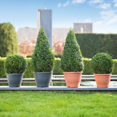 Buxus