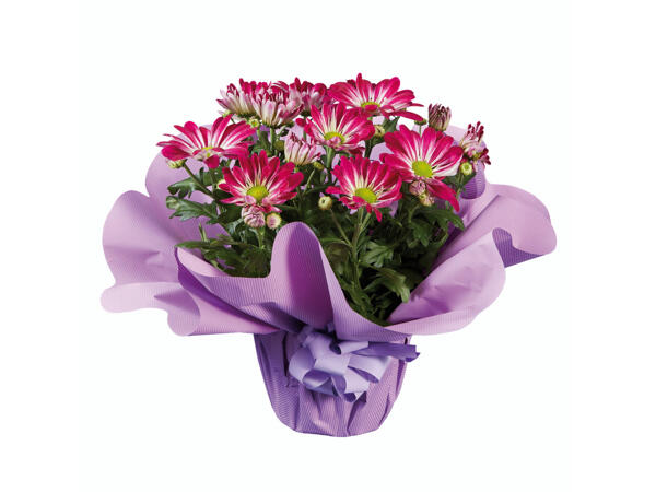 Chrysanthèmes dans un emballage cadeau