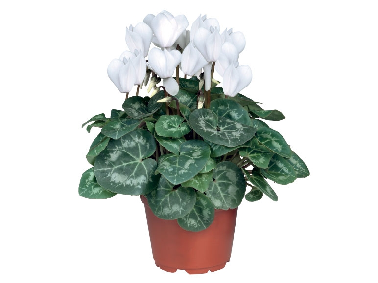British Cyclamen