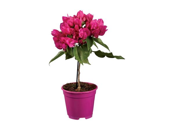 Bougainvillea