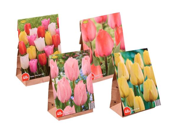Tulip Bulbs