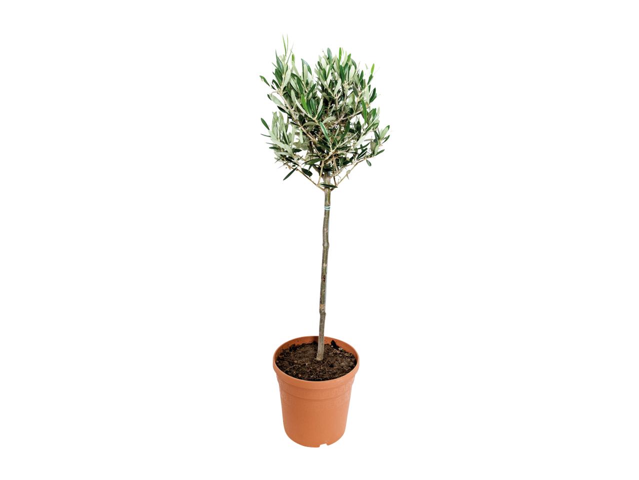 Olive Tree1