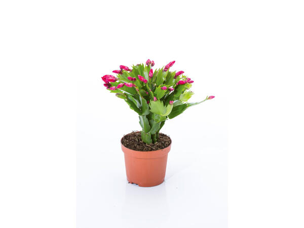 Cactus de Noël