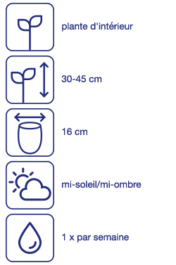 Bromélia