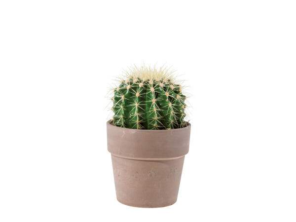 Cactus in Ceramic