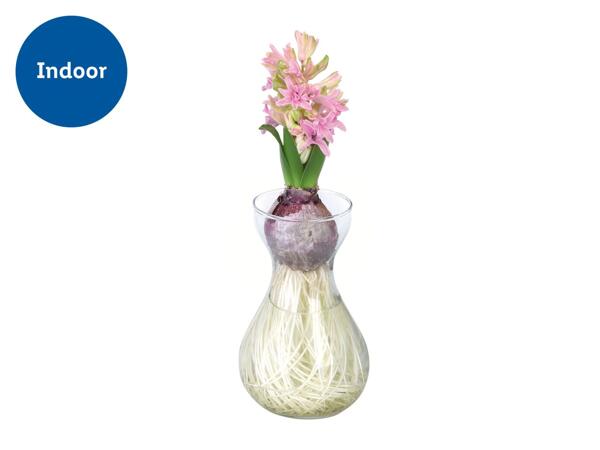 Hyacinth in Glass