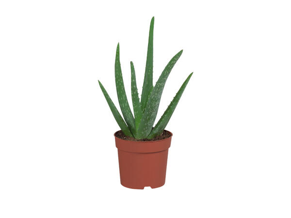 Aloe vera