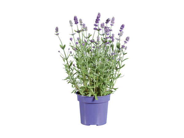 Lavande angustifolia "Ardèche"