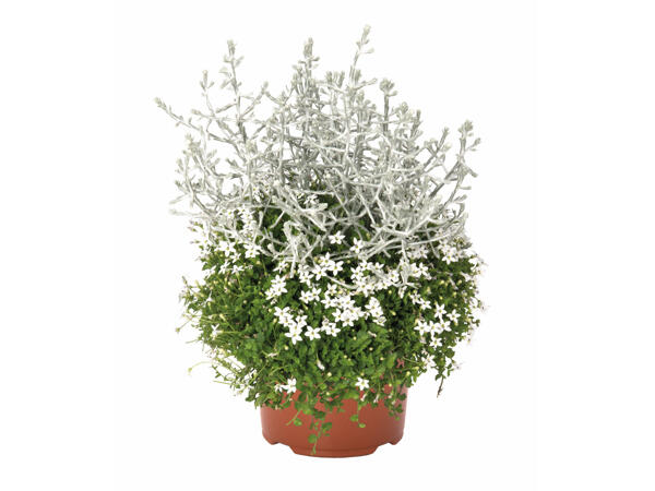 Confetti Garden Mix