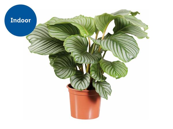 Calathea