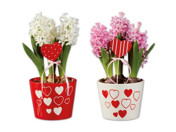 Hyazinthen „Valentin" mit Herzstecker