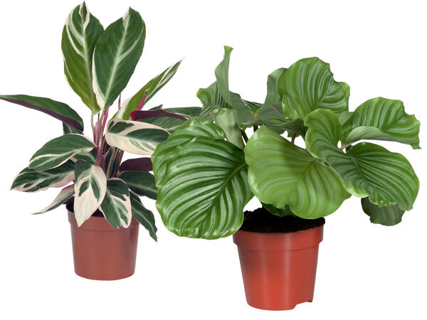 Calathea