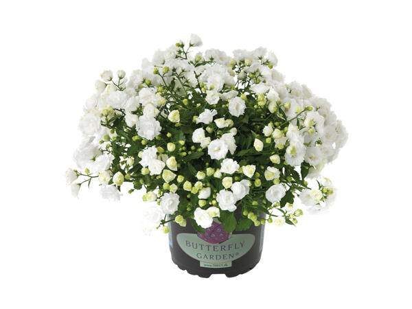 Campanula