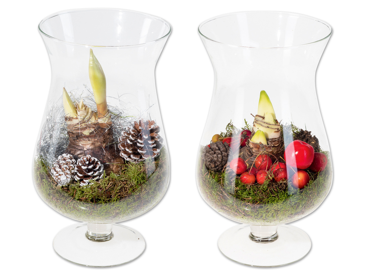 Glasschwenker mit Amaryllis
