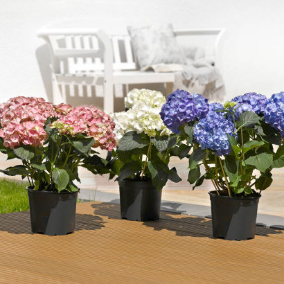 Havehortensia
