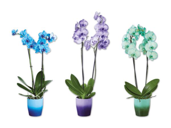 Orchidee Royal in Keramik, 2 Trieber
