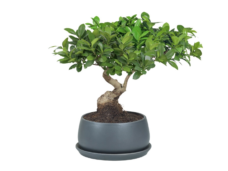 Bonsai in Ceramic Pot